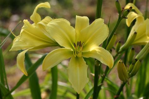 HEMEROCALLIS Twist Of Lemon Spider Daylily Woottens Plant