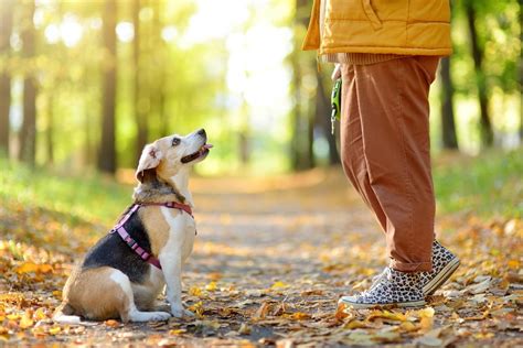 Je suis dresseur canin et voici l exercice qui règle 98 des