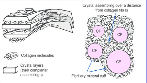 The distribution scheme of mineral elements in bone matrix [2]; cF:... | Download Scientific Diagram