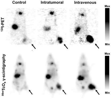 Three Groups Of 2 Animals Each Bearing Subcutaneous Panc 1 Xenografts