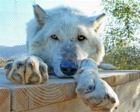 6 Wolf Sanctuaries In The US (Where You Can Pet Wolves) | Living Tiny ...