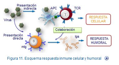 01 Introducción Inmunología