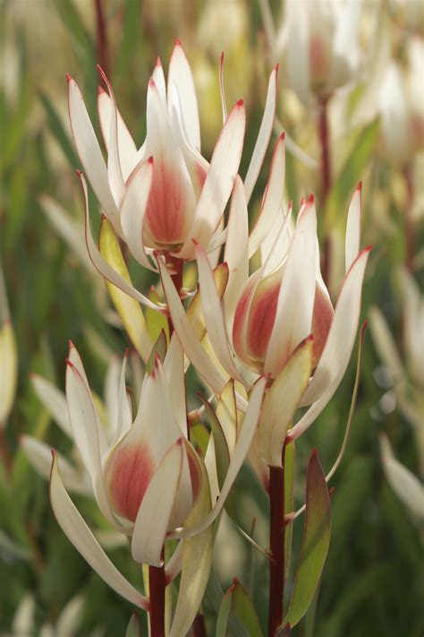 Cream Delight Leucadendron Plant Varieties Proteaflora