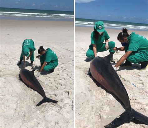 Golfinho é encontrado encalhado e morto no Pontal da Barra Alagoas 24