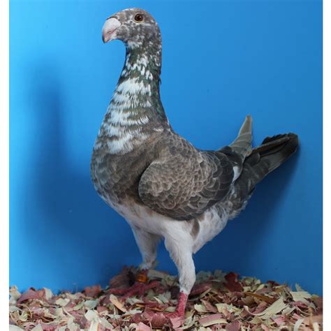 Suryapigeon Blogspot German Beauty Homer Pigeon Colour