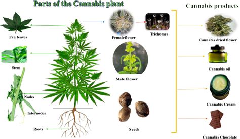 Frontiers Cannabis A Multifaceted Plant With Endless Potentials