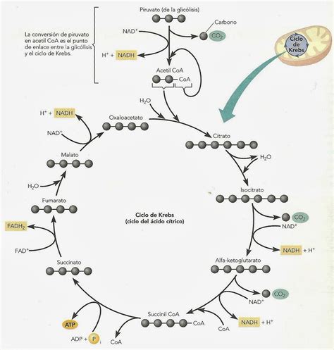 Respiraci N Ii Ciclo De Krebs Apuntes De Fisiolog A Vegetal