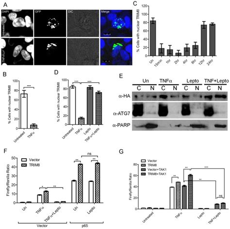 A TRIM8 translocates to cytoplasm in the presence of TNFα HEK293