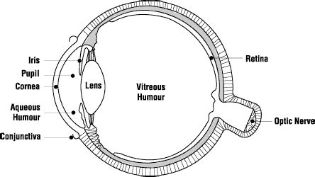 Eye Diagram | Environmental Health and Safety | The University of Vermont