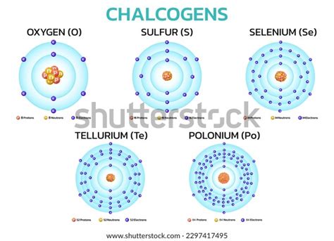 Chalcogens Elements On Periodic Table Information Stock Vector (Royalty ...