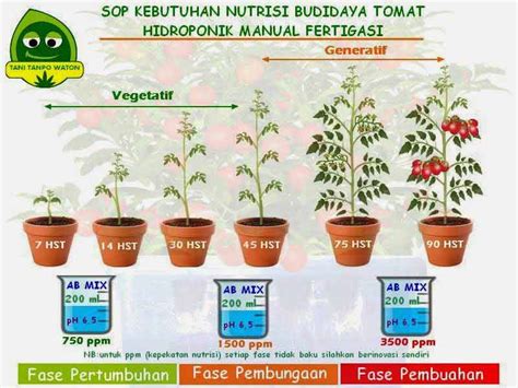 Panduan Lengkap Budidaya Tanaman Tomat Agar Berbuah Lebat