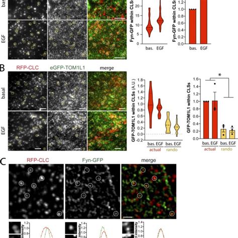 Fyn Regulates EGF Stimulated Gab1 And Akt Phosphorylation ARPE 19