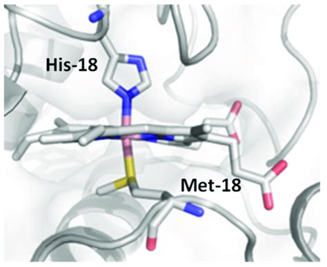 Crystal Structure Of Co Cyt C Active Site Pdb Lfm Highlighted