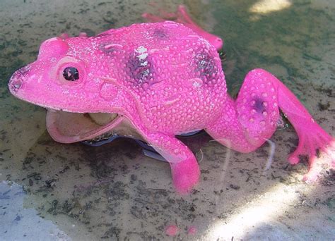 There Are Real Pink Frogs