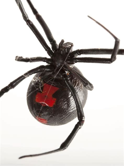 8 Most Common House Spiders Updated 2024