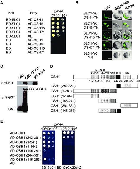 Slc Interacts With Knotted Like Homeobox Knox Proteins A Yeast