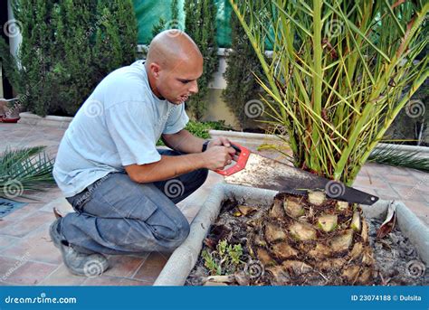 Pruning A Palm Stock Photo | CartoonDealer.com #23074188