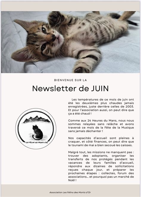 Newsletters – Les félins des monts d'or