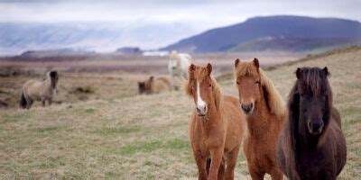 S Knapar Besonderes F R Islandpferde Und Reiter