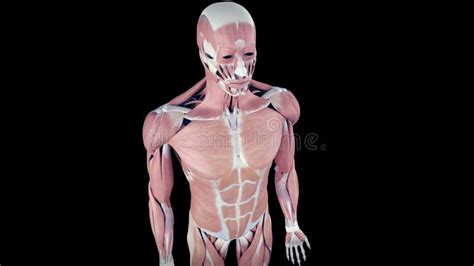 Human Muscle Anatomy for Medical Concept 3D Looped Animation Stock ...