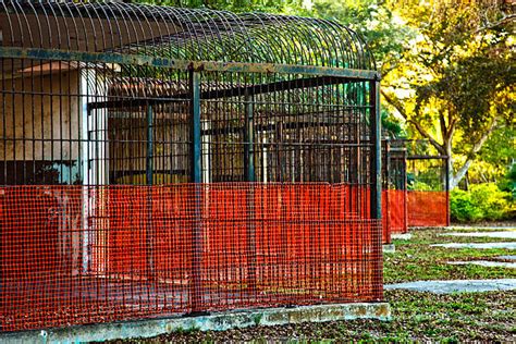 Royalty Free Zoo Cage Pictures Images And Stock Photos Istock