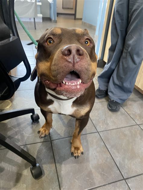 South Windsor Animal Hospital | Windsor ON