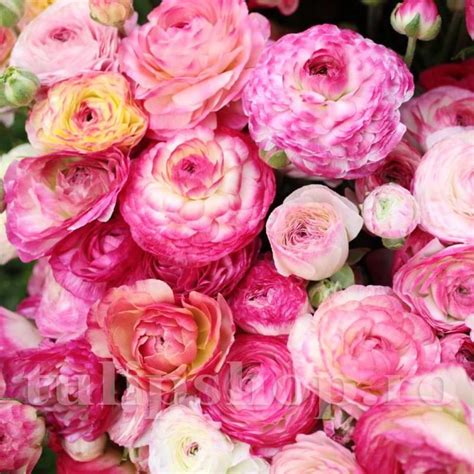 Bulbi Ranunculus Aviv Picotee Rose Piciorul Cocosului