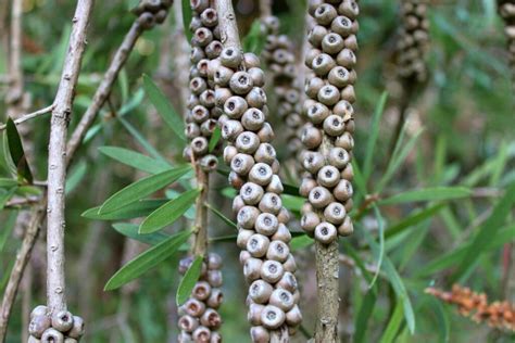 Bottlebrush: cultivation & care - Plantura