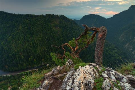 Pieniny Najsłynniejsza polska sosna została zniszczona ZDJĘCIA