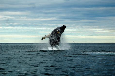 The Whales Tale Soundings Online