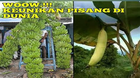 Pisang Terunik Dan Terbesar Didunia Youtube