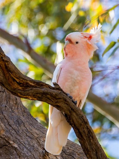 Pink Cockatoo - Parrot Health diet personality intelligence and care