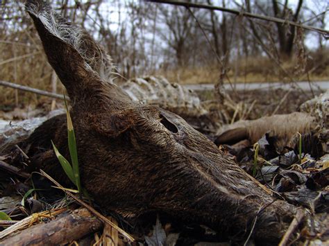 Deer Carcass 122006 Poachers Left 5 Or 6 Deer Carcasses Flickr