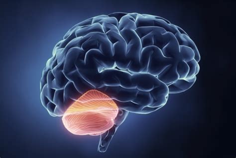 The Radically Changing View of the Cerebellum - Sapien Labs ...