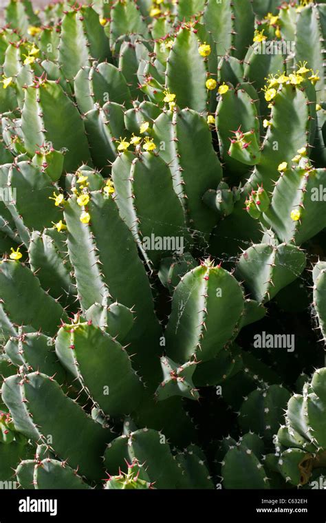 Euphorbia resinifera, Euphorbiaceae, Morocco, North Africa Stock Photo ...