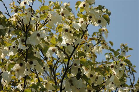 Handkerchief Tree The Handkerchief Tree Davidia Involucr Flickr