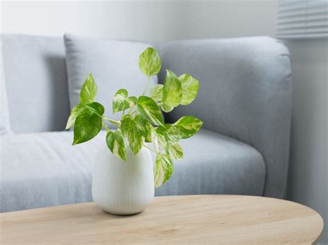 9 Plantas Perfectas Para Eliminar Los Malos Olores De La Casa