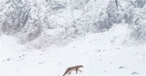 Vosges Le Documentaire Césarisé “la Panthère Des Neiges” Réalisé Par