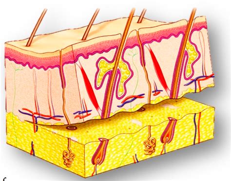 Skin Grafts