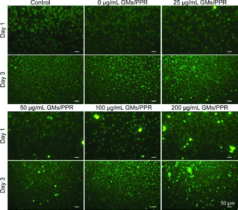 Live Dead Staining Fluorescence Images Of The L Cells At And