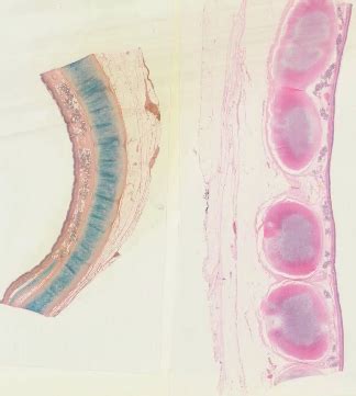 Respiratory System Histology Flashcards Quizlet