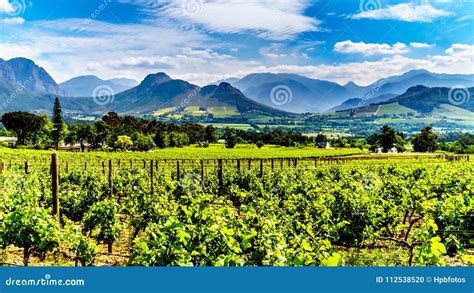 Vineyards of the Cape Winelands in the Franschhoek Valley in the Western Cape of South Africa ...