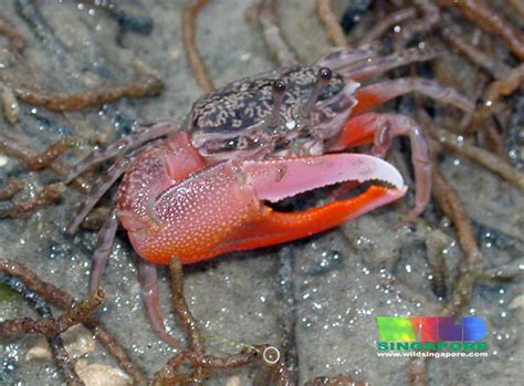 Orange Fiddler Crab Gelasimus Vocans More About This Cra Flickr