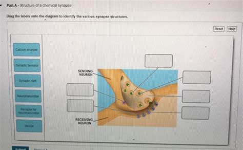 Solved Part A - Structure of a chemical synapse Drag the | Chegg.com