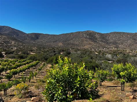 Huerto Modelo De Limoneros En Punitaqui Es Ejemplo De Cultivo