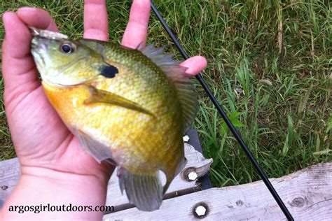 bluegill - Argosgirl Outdoors