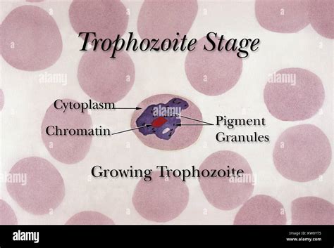 Una Creciente Eritrocitarios De Trofozoitos De Plasmodium Spp Durante El Ciclo De Vida Los