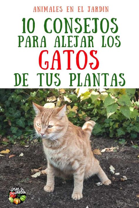 10 Consejos Para Mantener A Los Gatos Lejos De Tus Plantas Cosas Del