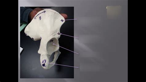 Coxal Bone Diagram Quizlet