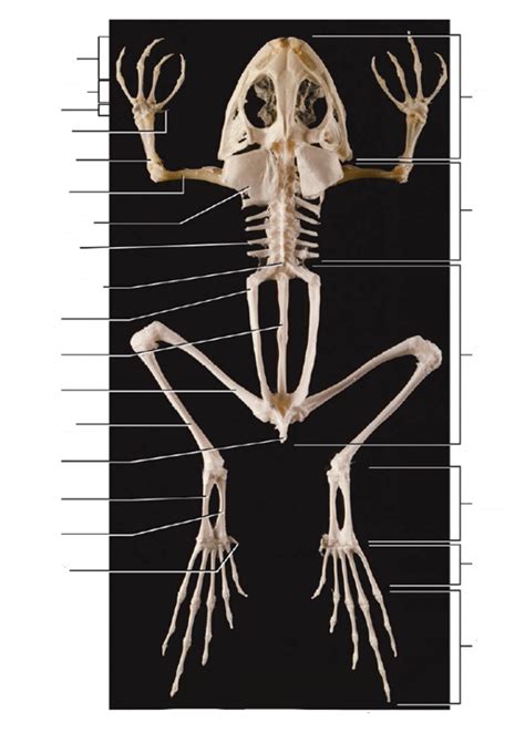 Frog Skeleton Diagram | Quizlet